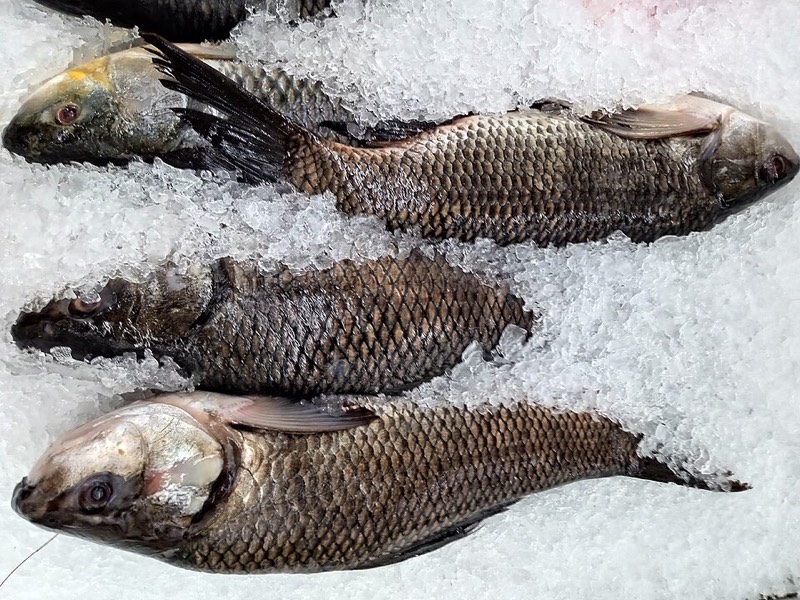 Fresh Katla Fish