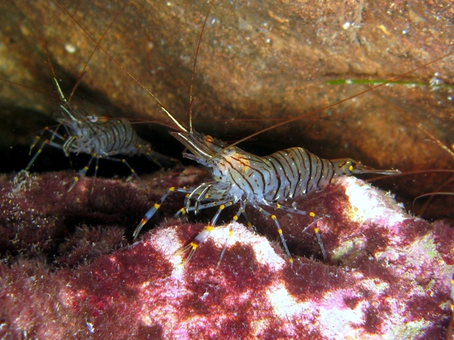 Fresh Tiger Prawns