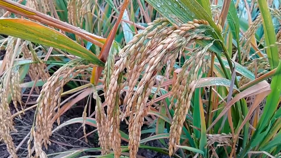 Organic Basmati Rice 1509