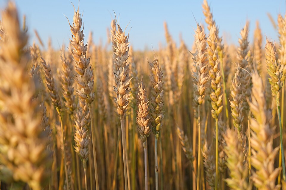 Organic Sharbati Wheat